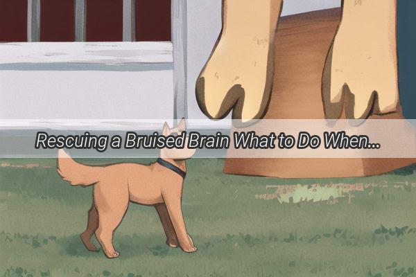 Rescuing a Bruised Brain What to Do When Your Dog Has Been Knocked Senseless